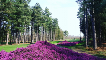 ESCAPADE SUR LE GOLF DE CHAMP DE BATAILLE